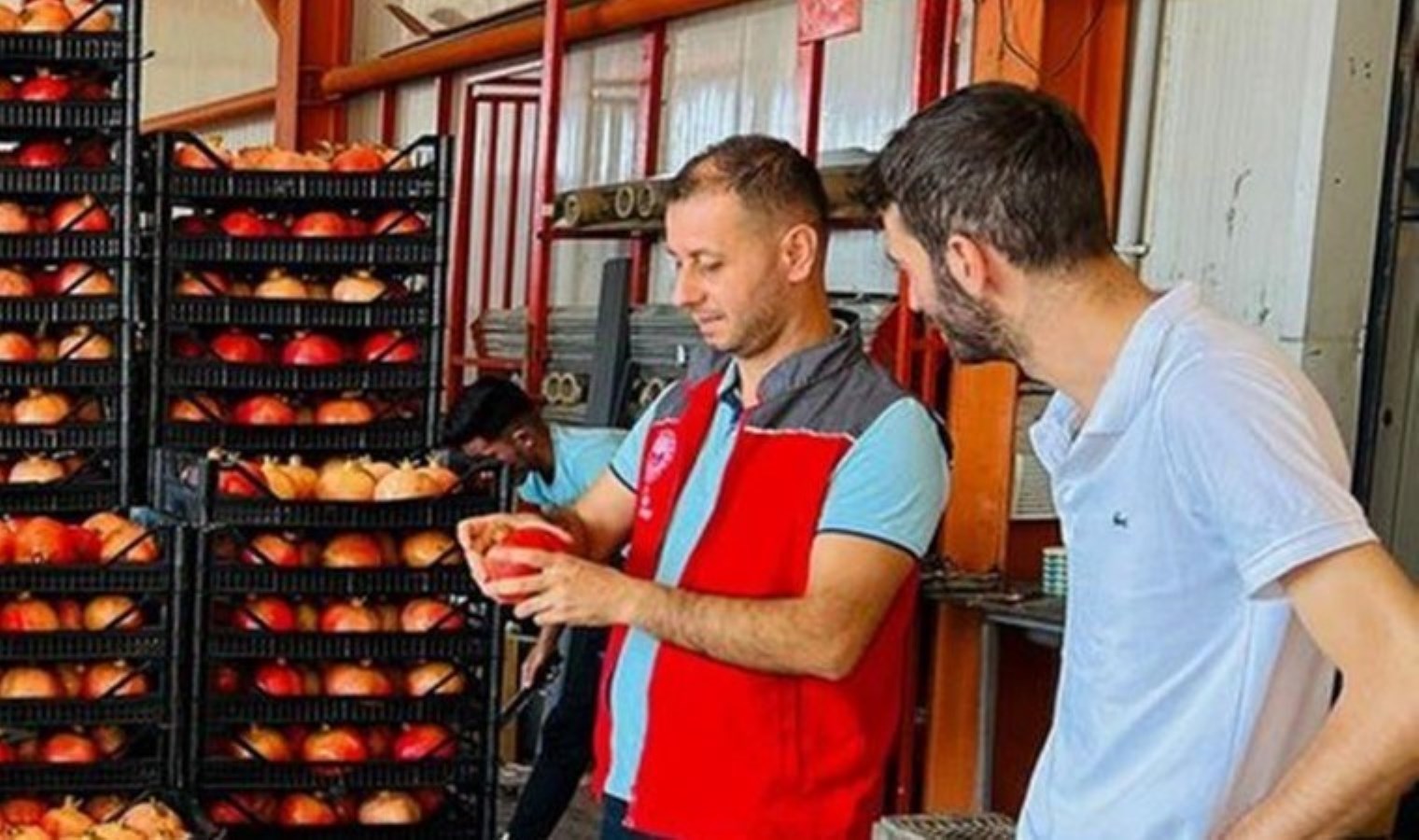 Ortaca’da hasat sezonunu coşkuyla karşılandı: Moldova’ya ihraç ediliyor…