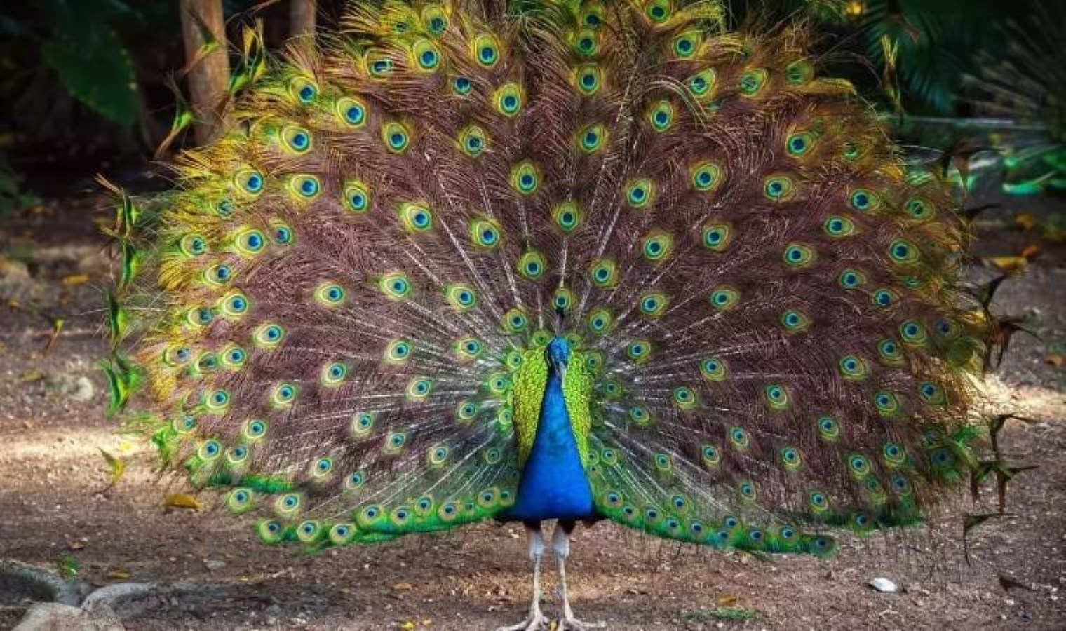 Osmaniye’de izinsiz tavus kuşu besleyen kişiye 8 bin 326 lira ceza