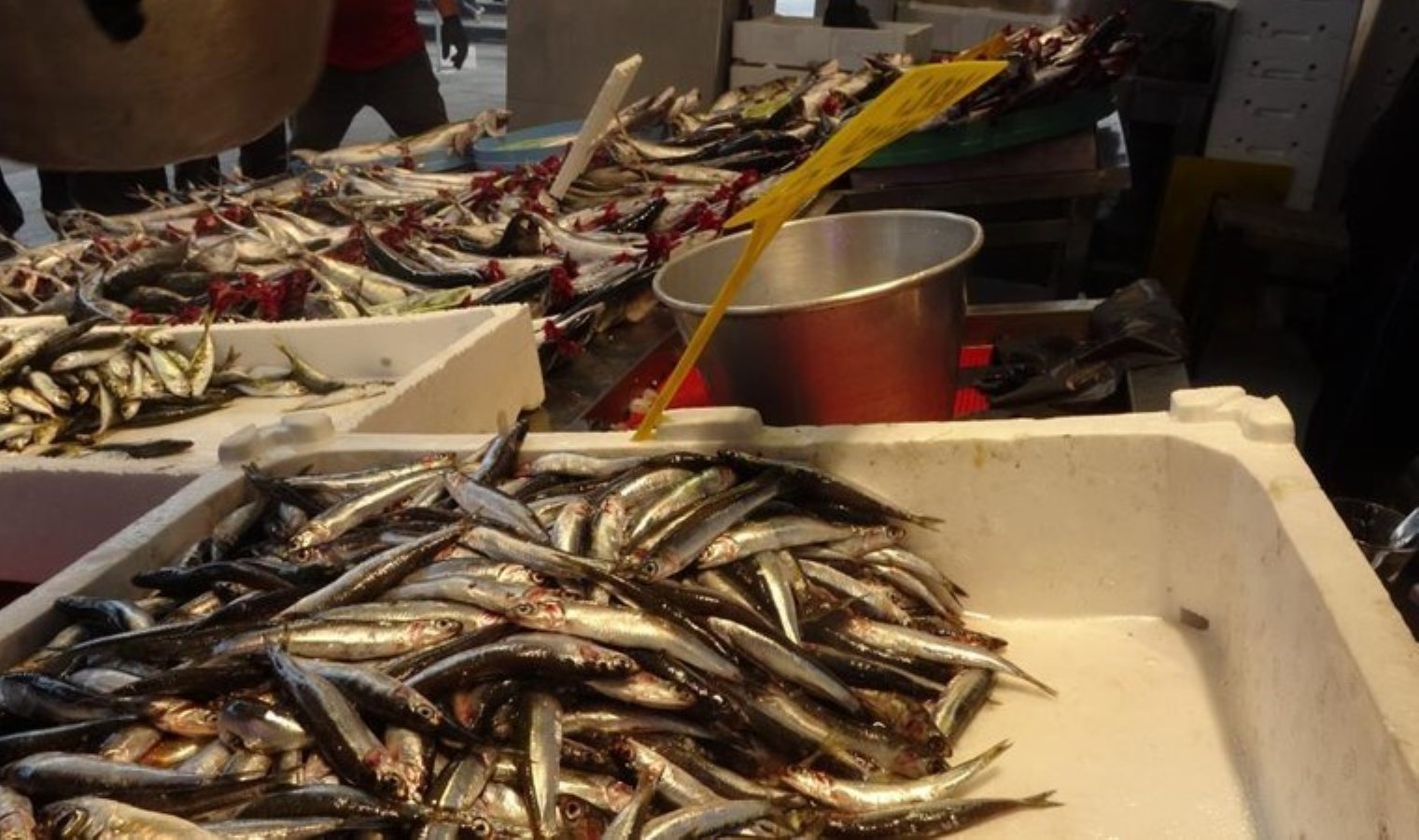 Palamudu kıskandı, tezgâha ilk kez bu kadar erken geldi! Kilosu 200 TL’den satılıyor…