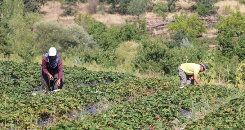 Pozantı’da yetişiyor: 5 dekarda başladı 900 dekara ulaştı!