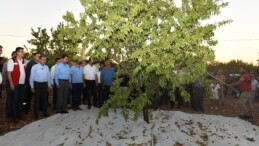 Şanlıurfa’da badem hasadındaki artış çiftçiyi memnun etti