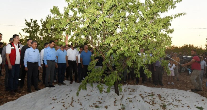 Şanlıurfa’da badem hasadındaki artış çiftçiyi memnun etti