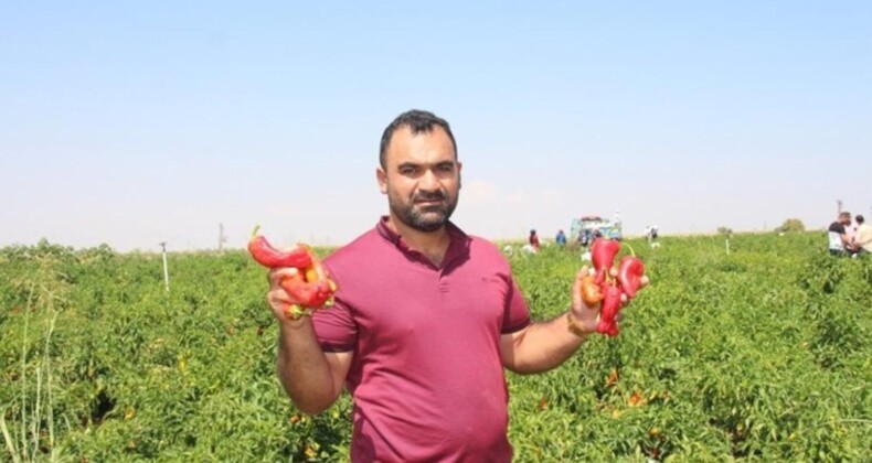 Şanlıurfa’da hasat sabahın erken saatlerinde başlıyor: Hem tatlı hem acı