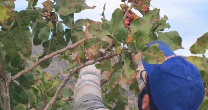 Siirt’te çiftçinin yüzü gülüyor: 10 yıl sonra verim alındı…