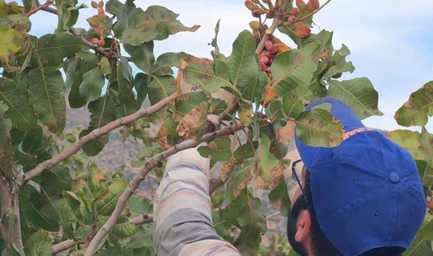 Siirt’te çiftçinin yüzü gülüyor: 10 yıl sonra verim alındı…