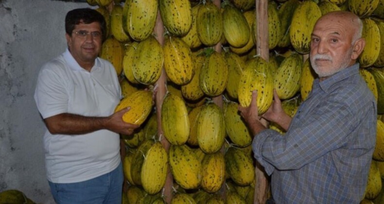 Şimdi hasat edildi, kışın satılacak! 10 bin dekarda ekildi