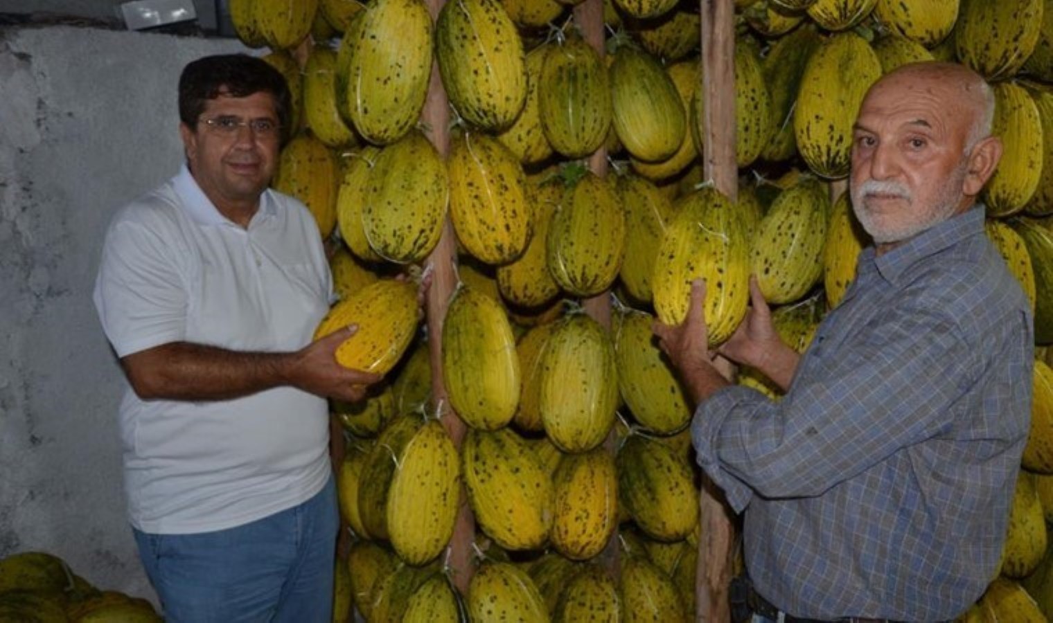 Şimdi hasat edildi, kışın satılacak! 10 bin dekarda ekildi
