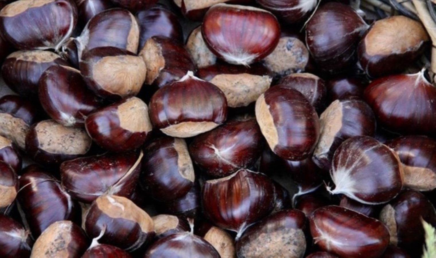 Sinop kestanesi tezgahlarda: Kilosu 300 lira