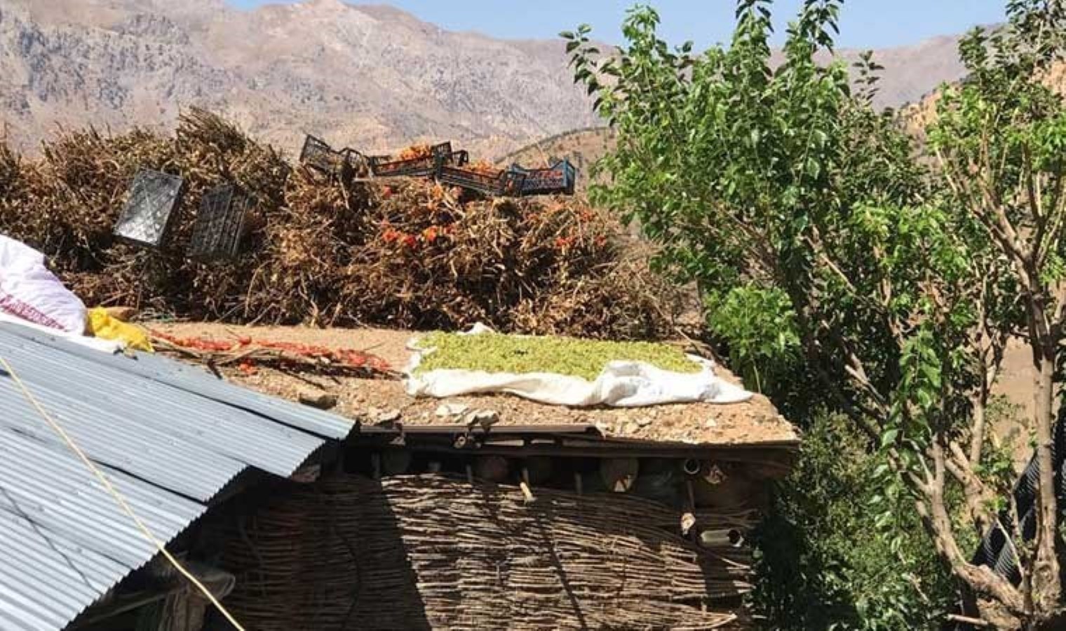 Soğuk ve uzun kış gecelerinin vazgeçilmezi! 3 bin rakımlı Mereto Dağı’nda kurutuluyor!