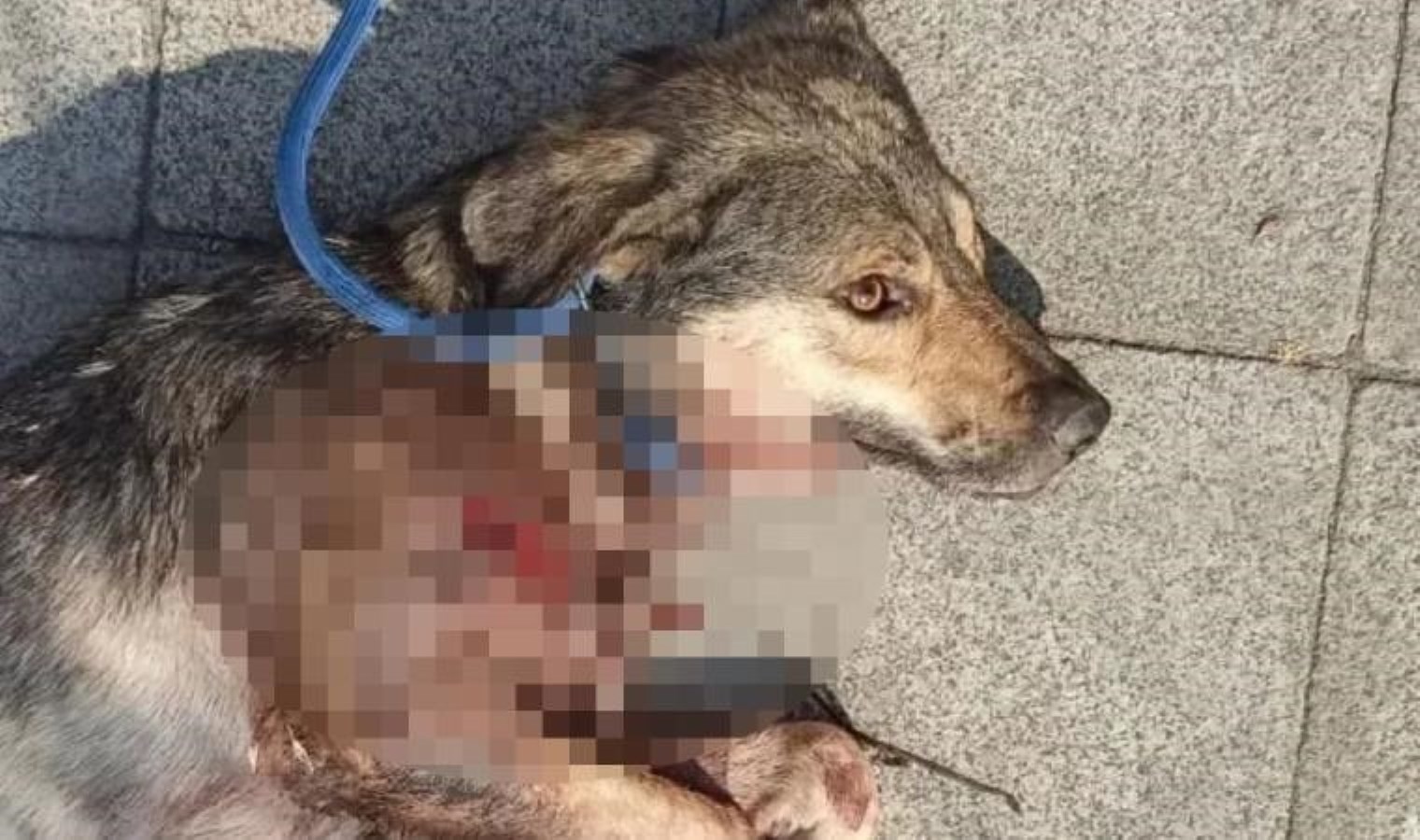 Tabancayla sokak köpeğini öldürdü