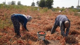 Tarlada kalan domateslerini İhtiyaç sahiplerine dağıttı