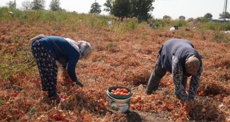 Tarlada kalan domateslerini İhtiyaç sahiplerine dağıttı