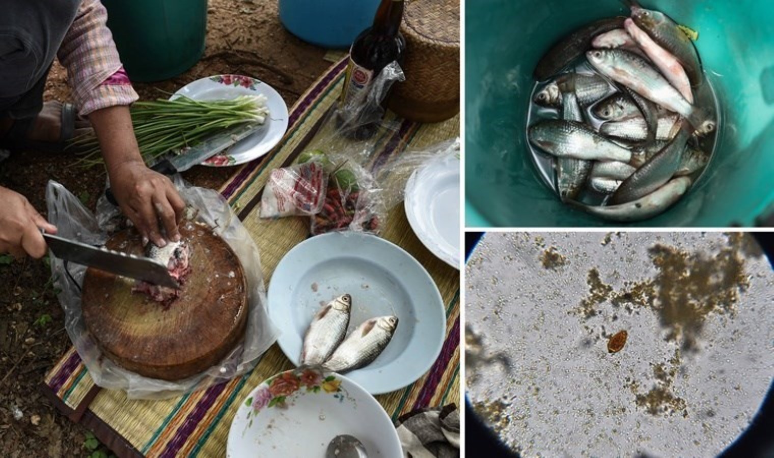 Tek bir lokması bile karaciğer kanseri yapabiliyor… ‘Her yıl 20 bin kişinin ölümüne neden oluyor…’