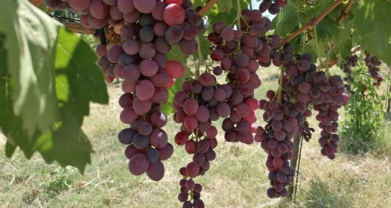 Tekirdağ’da üretici yeni üzüm çeşitleri için kolları sıvadı