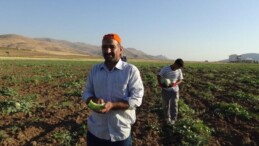 Tezgaha geldiği gibi bitiyor! Tadı kiviye benziyor, en ucuz kavun cinsi