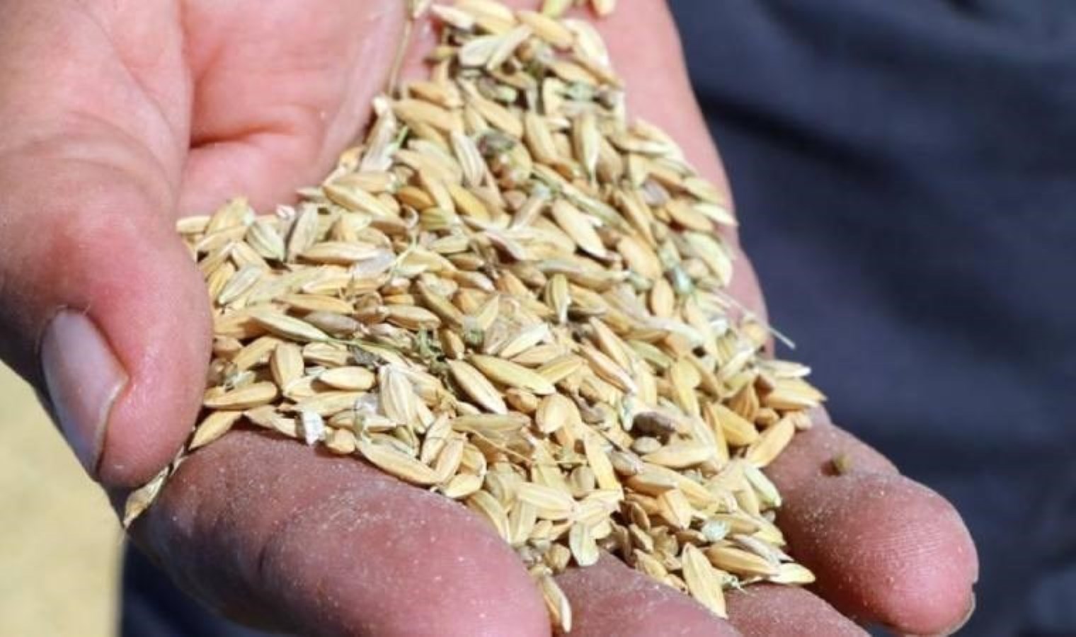 TMO çeltik alım fiyatları belirlendi