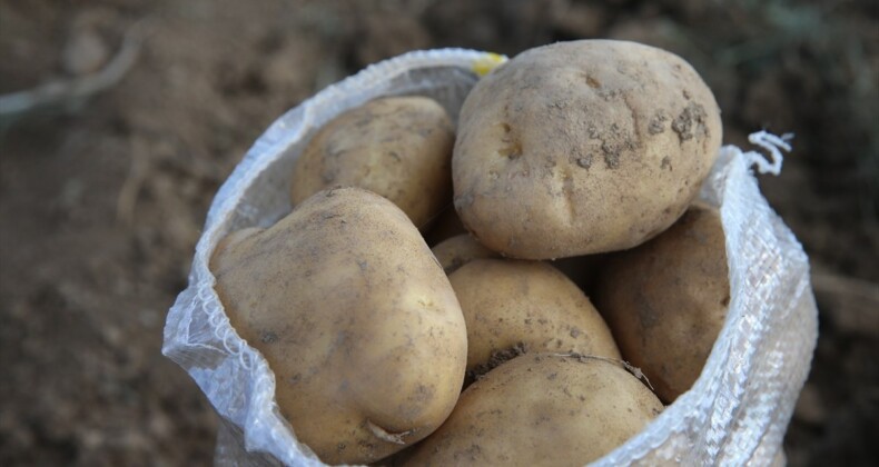 Tokat Artova’nın sarı patates üretimi 5 bin tona çıkacak