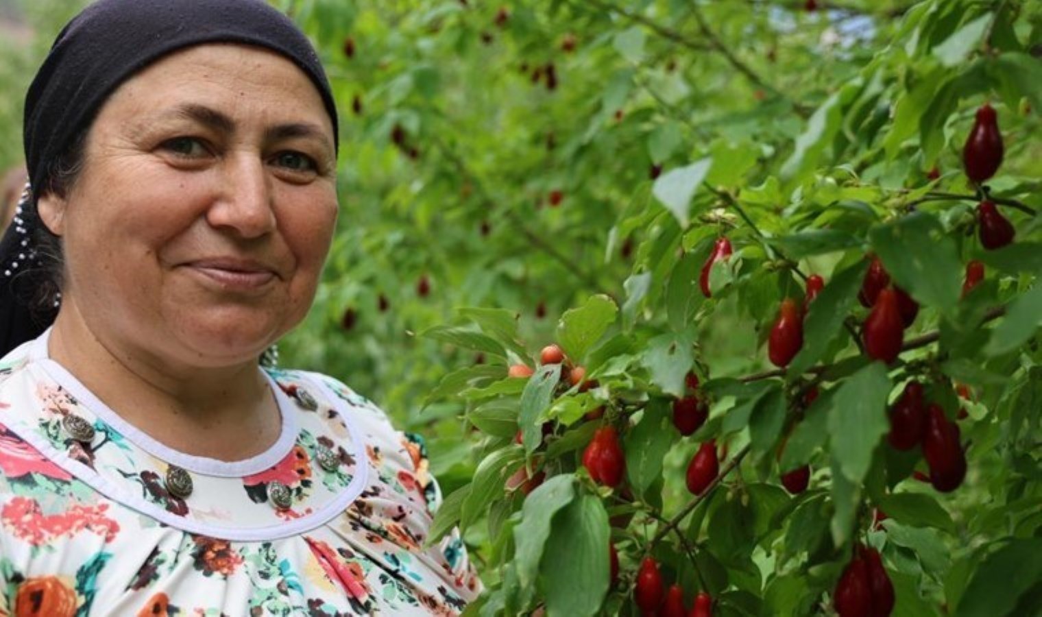 Toroslar’da hasat başladı: Yüksek antioksidan deposu