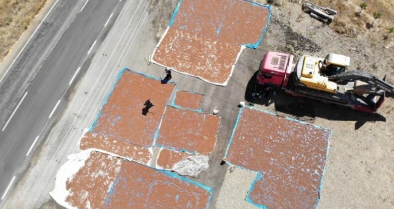 Trabzon’da binbir emekle toplanıyor, Bayburt’ta kurutuluyor! Bu yıl rekolte yüksek…