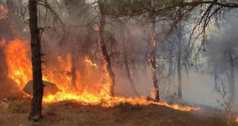 Trakya’da yangınlardan zarar gören orman alanı bu yıl yaklaşık 5 kat arttı