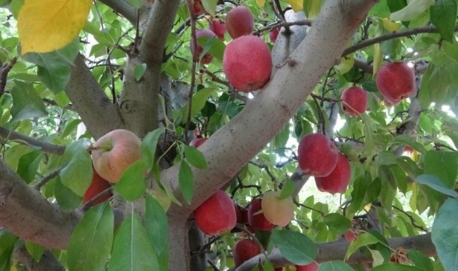 Türkiye’nin elma bahçesi Isparta’da hasat başladı: 1 milyon ton rekolte bekleniyor