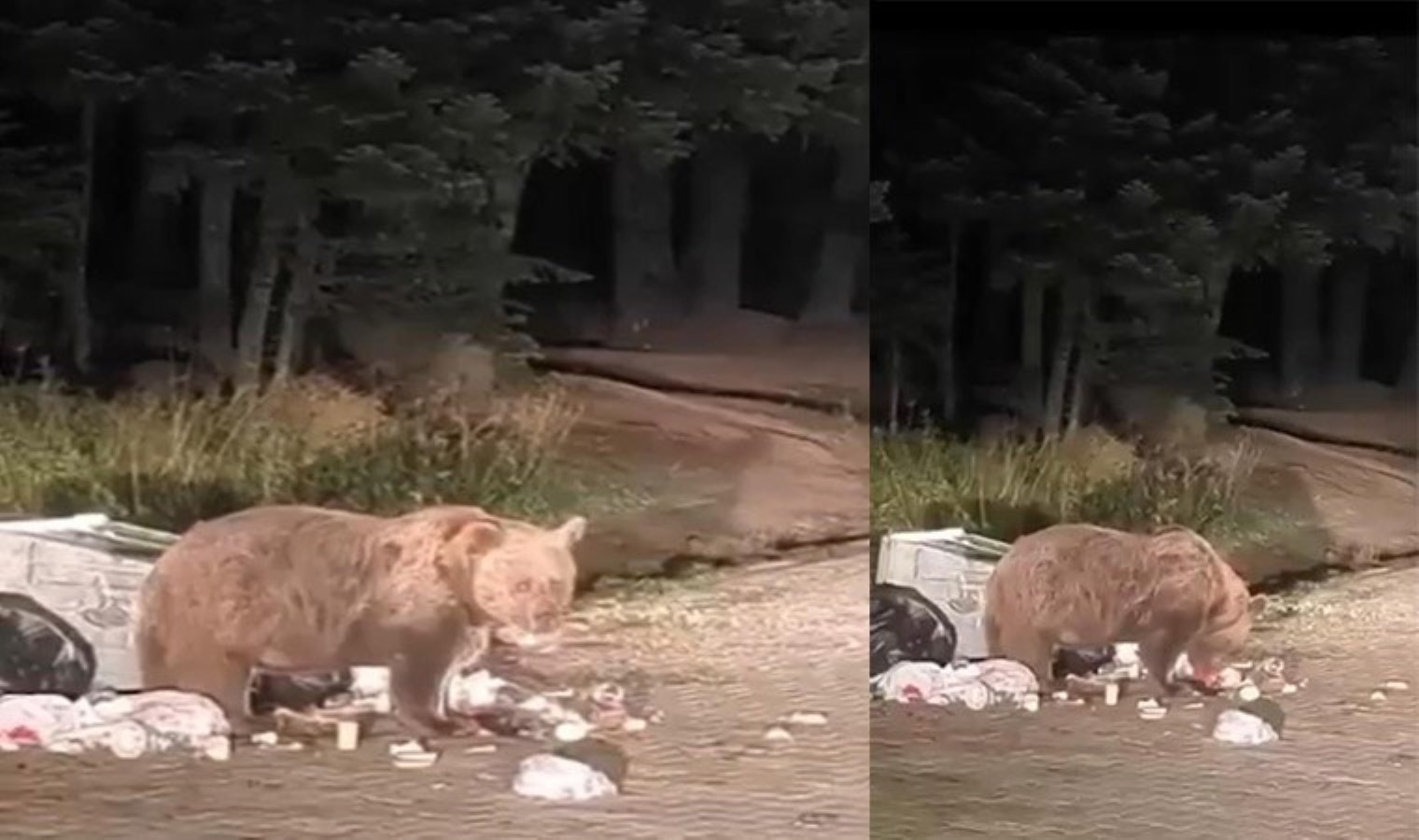 Uludağ’da yemek yiyen ayıya mini konser verdi