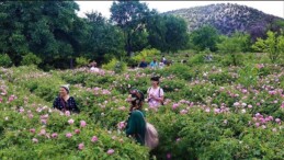 Üretimin yüzde 65’i Isparta’da! Kilosu 90 lira