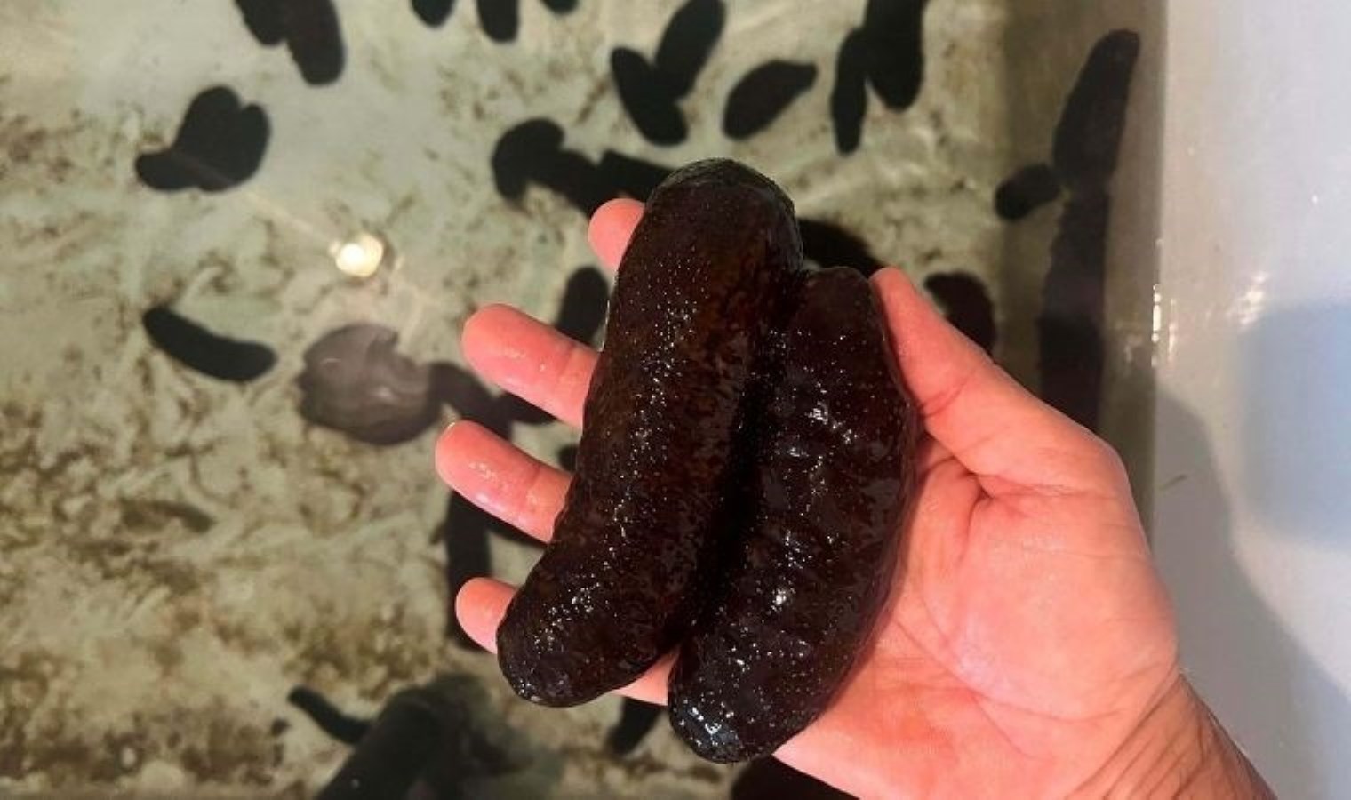 Uzmanından açıklama: ‘Deniz patlıcanı körfezdeki kirliliği azaltacak en etkili canlı’