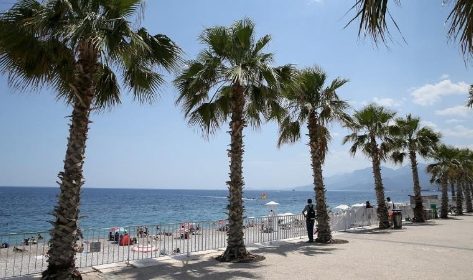 Uzmanlardan Antalya’daki palmiye ağaçlarına tepki: ‘Bu kente ihanettir’