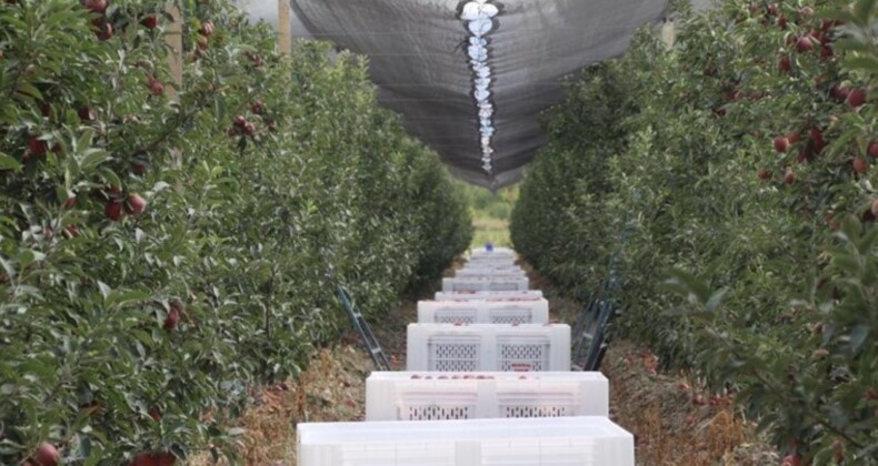 Yahyalı’da hasat başladı: Bu yıl 100 bin rekolte bekleniyor…