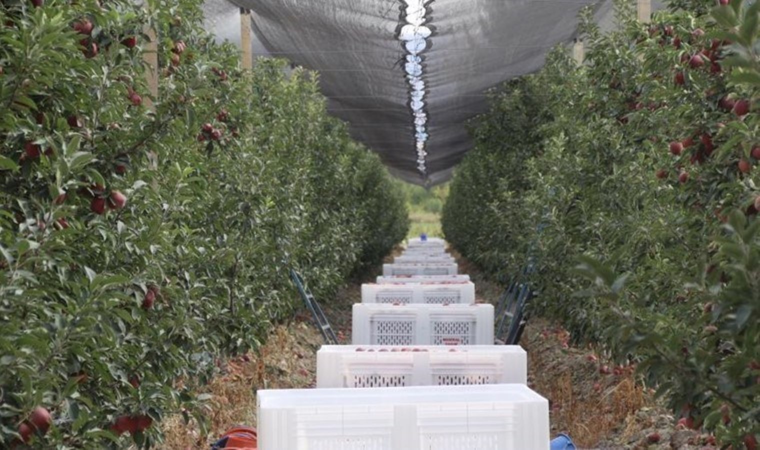 Yahyalı’da hasat başladı: Bu yıl 100 bin rekolte bekleniyor…