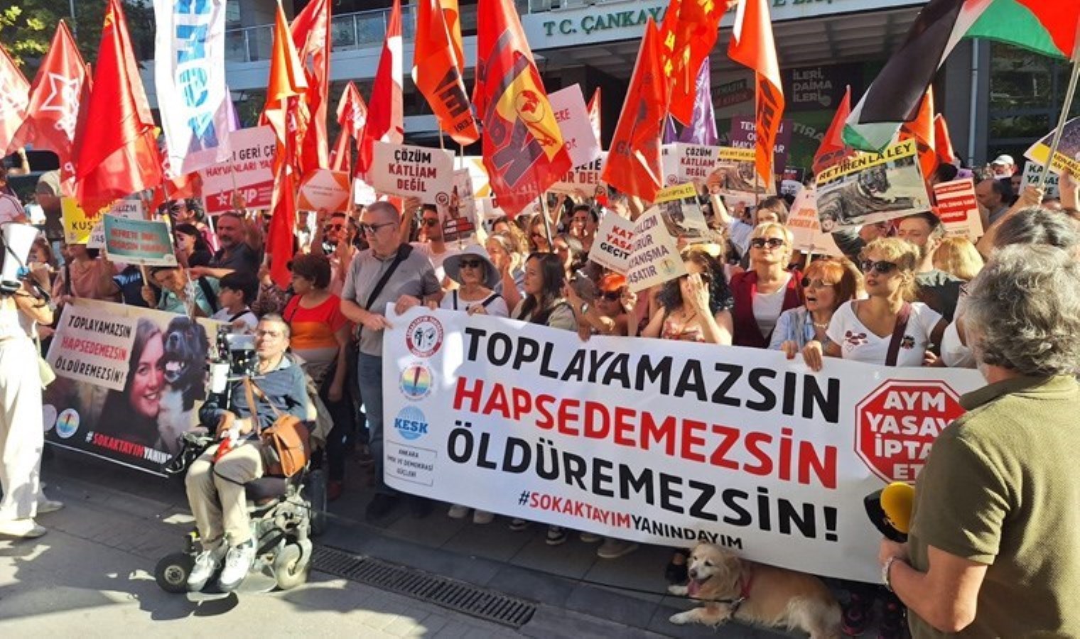 Yaşam hakkı savunucuları Ankara’da sokak hayvanları için toplandı: ‘Nefret cinayeti işleyenler cezasızlıkla ödüllendirildi’