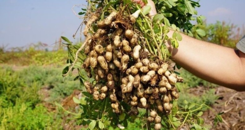 Yer fıstığının başkenti Osmaniye’de hasat başladı: 47 bin ton üretim bekleniyor