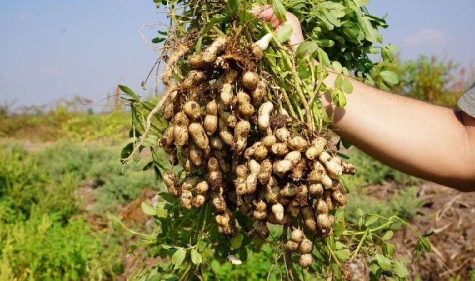 Yer fıstığının başkenti Osmaniye’de hasat başladı: 47 bin ton üretim bekleniyor