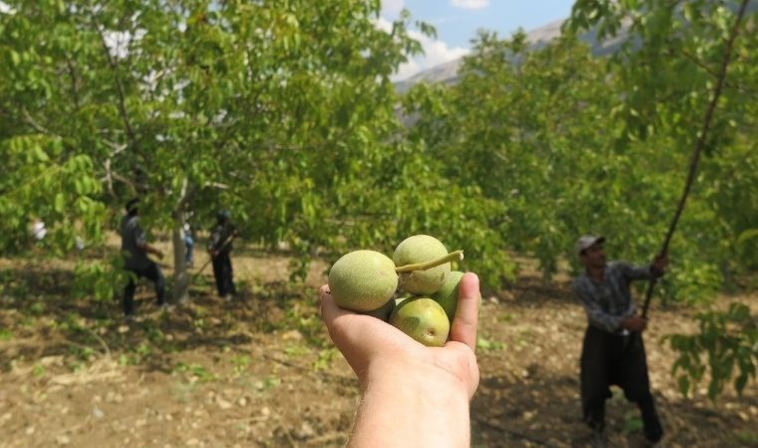 ‘Yeşil Altın’ hasadı başladı: 12 bin ton rekolte bekleniyor