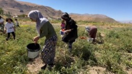 Yüksekova’da kadınların eliyle hasat başladı: Hem satacaklar hem de ev yemeklerinde kullanacaklar