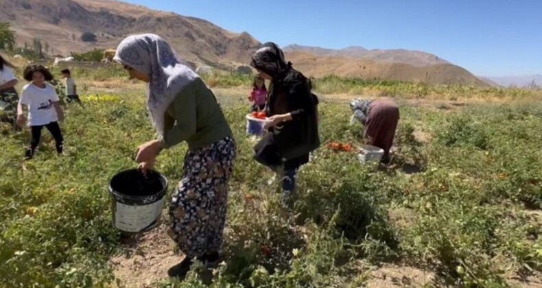 Yüksekova’da kadınların eliyle hasat başladı: Hem satacaklar hem de ev yemeklerinde kullanacaklar