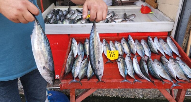 Zonguldak’ta 4 günde yakalanan 100 ton palamudun fiyatı düşüyor