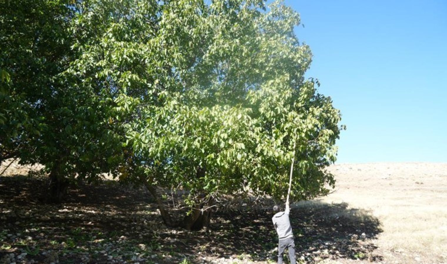 100 yıldır aynı heyecanla yapılıyor: Muş’ta hasat başladı! 10 gün sürecek