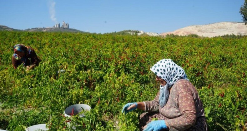 160 yıldır aynı tohumdan üretiliyor! Köyün tescilli lezzeti…