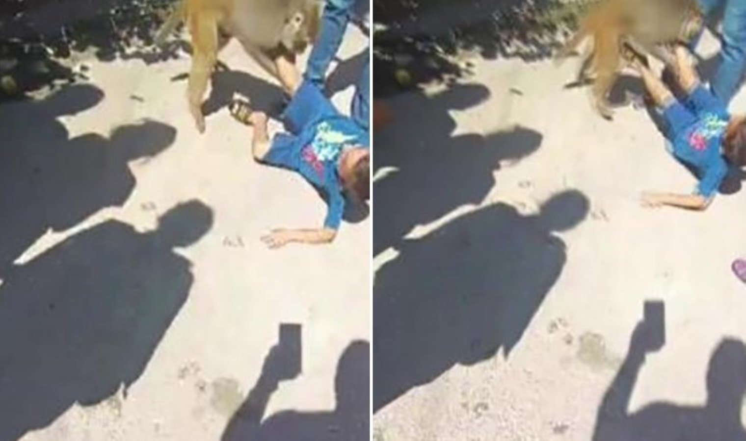 Adana’da ilginç olay: Sokakta maymun çocuğa saldırdı!