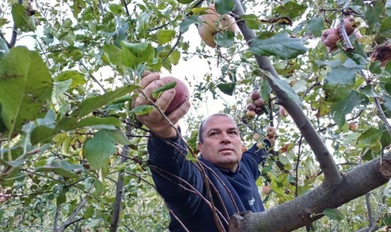 Adana’da zirveye kar yağdı, hasat öne çekildi!