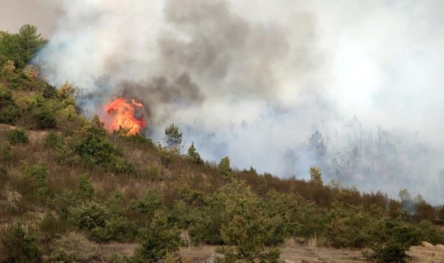 Afyonkarahisar’da orman yangını