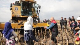 Ağrı’nın bereketleri topraklarında yetişti: 10 bin ton verim bekleniyor