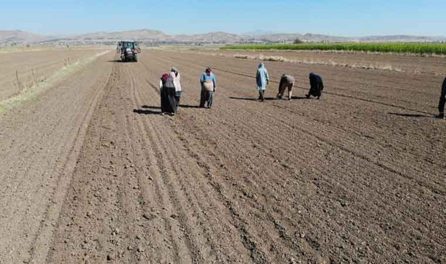 Aksaray’da dikim başladı: Doğal antibiyotik! 200 ton rekolte bekleniyor…