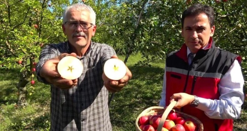 Amasyalılar 2 bin yıldır yetiştiriyor: İçinden yıldız çıkıyor…