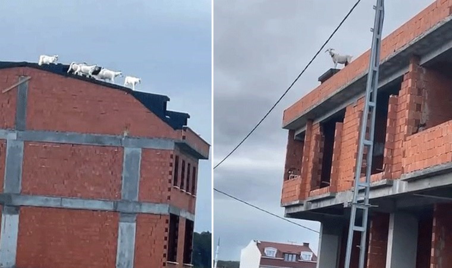 Arnavutköy’de 10 keçiyi çatıda görenler şaşkına döndü!