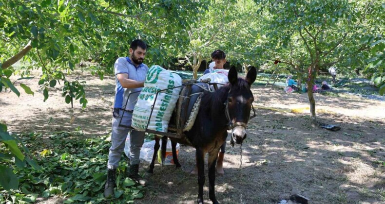 Aydın’da cevizin tarladan sofraya zorlu yolculuğu başladı