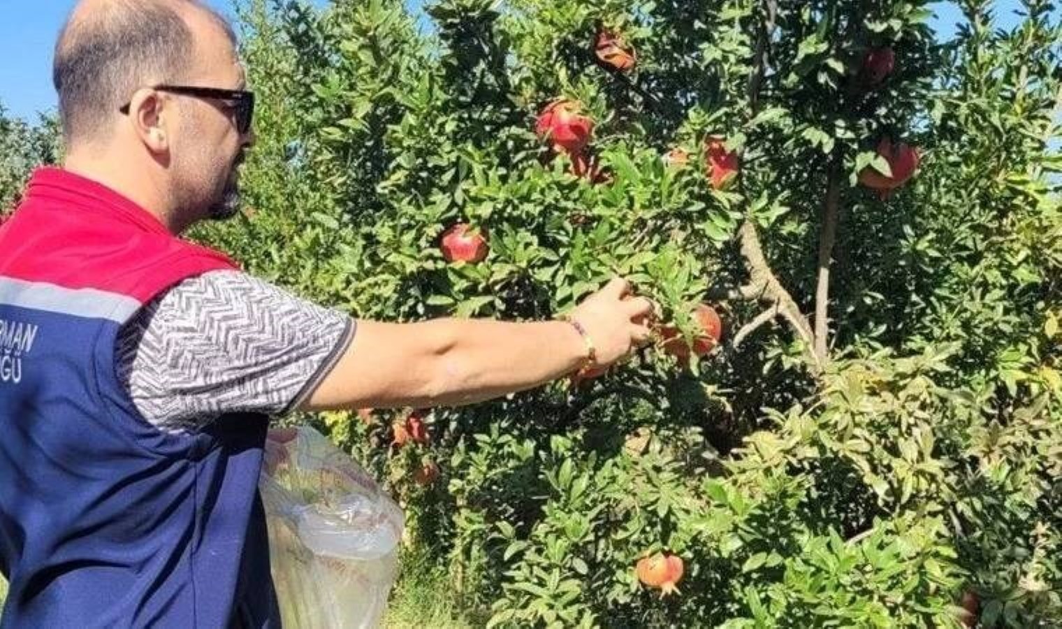 Aydın’da pestisit kalıntı analizi için nar numuneleri alındı