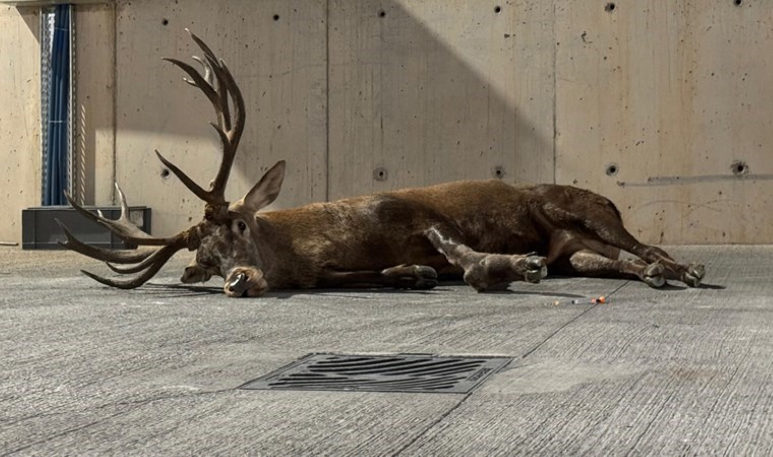 Bakan Yumaklı’dan ‘yaralı geyik’ açıklaması
